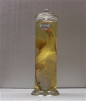 藏品(黃鰭多紀魨)的圖片